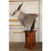 Image 9 : *Incredible* ELAND Pedestal Mount with a Sheesham Wood Pedestal