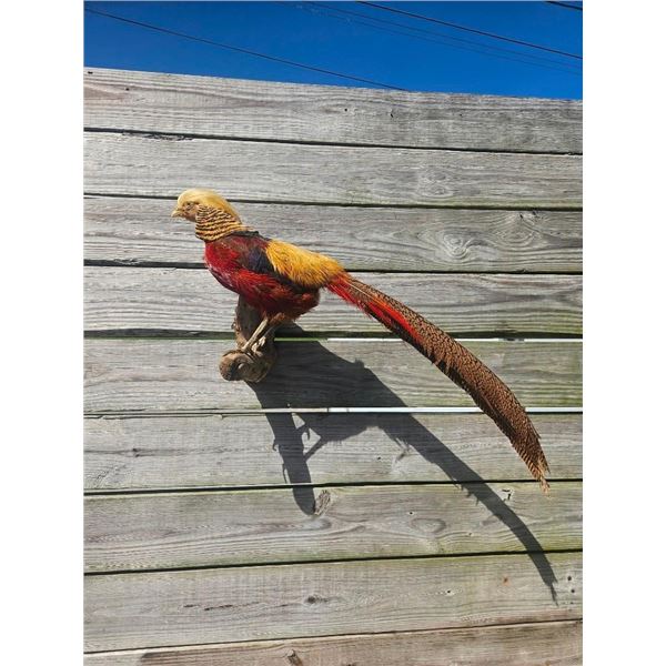 Life-sized GOLDEN PHEASANT Bird Mount