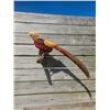 Image 1 : Life-sized GOLDEN PHEASANT Bird Mount