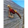 Image 2 : Life-sized GOLDEN PHEASANT Bird Mount