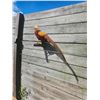 Image 3 : Life-sized GOLDEN PHEASANT Bird Mount