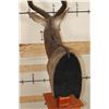 Image 11 : *Incredible* NYALA Pedestal Mount on a Cherry Wood Pedestal Base