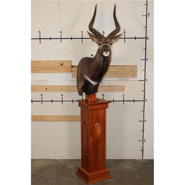 *Incredible* NYALA Pedestal Mount on a Cherry Wood Pedestal Base