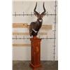 Image 1 : *Incredible* NYALA Pedestal Mount on a Cherry Wood Pedestal Base