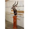 Image 2 : *Incredible* NYALA Pedestal Mount on a Cherry Wood Pedestal Base