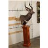 Image 3 : *Incredible* NYALA Pedestal Mount on a Cherry Wood Pedestal Base