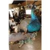 Image 11 : Life-sized PEACOCK on a Driftwood Perch Wall Hanger
