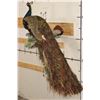 Image 1 : Life-sized PEACOCK on a Driftwood Perch Wall Hanger