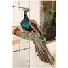 Image 3 : Life-sized PEACOCK on a Driftwood Perch Wall Hanger