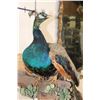 Image 4 : Life-sized PEACOCK on a Driftwood Perch Wall Hanger