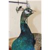 Image 5 : Life-sized PEACOCK on a Driftwood Perch Wall Hanger