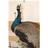 Image 7 : Life-sized PEACOCK on a Driftwood Perch Wall Hanger