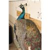Image 8 : Life-sized PEACOCK on a Driftwood Perch Wall Hanger
