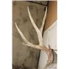 Image 12 : Big 11-Point MULE DEER Shoulder Mount with a Bullet Hole through his Left Brow Tine!