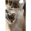 Image 14 : Big 11-Point MULE DEER Shoulder Mount with a Bullet Hole through his Left Brow Tine!