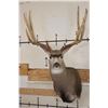 Image 1 : Big 11-Point MULE DEER Shoulder Mount with a Bullet Hole through his Left Brow Tine!