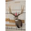 Image 2 : Big 11-Point MULE DEER Shoulder Mount with a Bullet Hole through his Left Brow Tine!