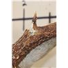 Image 3 : Big 11-Point MULE DEER Shoulder Mount with a Bullet Hole through his Left Brow Tine!