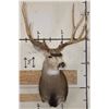 Image 4 : Big 11-Point MULE DEER Shoulder Mount with a Bullet Hole through his Left Brow Tine!