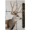 Image 5 : Big 11-Point MULE DEER Shoulder Mount with a Bullet Hole through his Left Brow Tine!