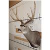 Image 6 : Big 11-Point MULE DEER Shoulder Mount with a Bullet Hole through his Left Brow Tine!