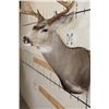 Image 7 : Big 11-Point MULE DEER Shoulder Mount with a Bullet Hole through his Left Brow Tine!