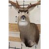 Image 8 : Big 11-Point MULE DEER Shoulder Mount with a Bullet Hole through his Left Brow Tine!