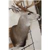 Image 9 : Big 11-Point MULE DEER Shoulder Mount with a Bullet Hole through his Left Brow Tine!