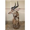 Image 11 : *Rarely Seen* Life-sized MOUNTAIN NYALA on a Base with Wheels