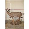 Image 12 : *Rarely Seen* Life-sized MOUNTAIN NYALA on a Base with Wheels