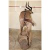 Image 15 : *Rarely Seen* Life-sized MOUNTAIN NYALA on a Base with Wheels