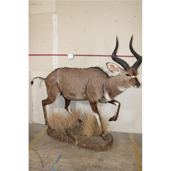 *Rarely Seen* Life-sized MOUNTAIN NYALA on a Base with Wheels