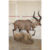 Image 1 : *Rarely Seen* Life-sized MOUNTAIN NYALA on a Base with Wheels