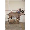 Image 2 : *Rarely Seen* Life-sized MOUNTAIN NYALA on a Base with Wheels