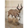 Image 3 : *Rarely Seen* Life-sized MOUNTAIN NYALA on a Base with Wheels