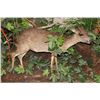 Image 10 : Life-sized BONGO with a Life-sized BLUE DUIKER on a Base with Wheels