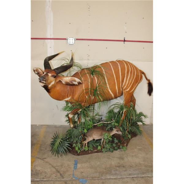 Life-sized BONGO with a Life-sized BLUE DUIKER on a Base with Wheels