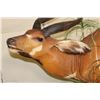 Image 7 : Life-sized BONGO with a Life-sized BLUE DUIKER on a Base with Wheels