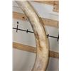 Image 12 : *TEXAS RESIDENTS ONLY* 128 lb Set of ELEPHANT IVORY TUSKS on Wood Base Stands