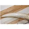 Image 13 : *TEXAS RESIDENTS ONLY* 128 lb Set of ELEPHANT IVORY TUSKS on Wood Base Stands