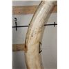 Image 15 : *TEXAS RESIDENTS ONLY* 128 lb Set of ELEPHANT IVORY TUSKS on Wood Base Stands