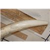 Image 16 : *TEXAS RESIDENTS ONLY* 128 lb Set of ELEPHANT IVORY TUSKS on Wood Base Stands