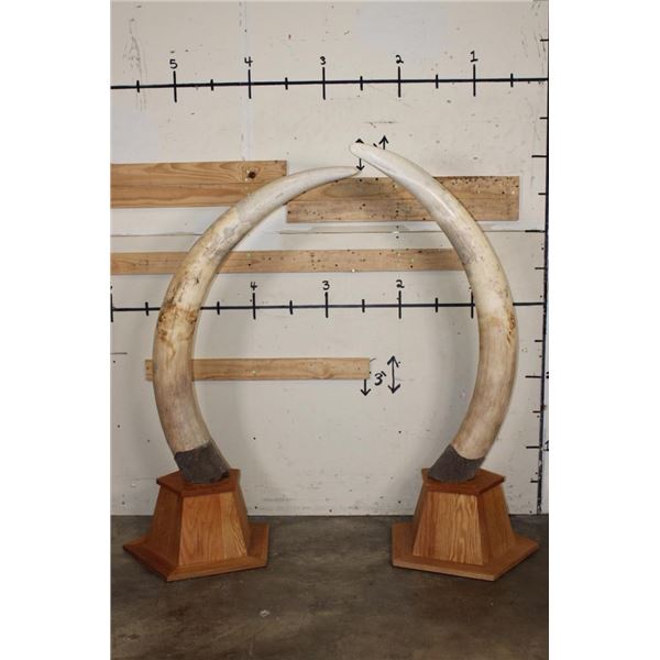 *TEXAS RESIDENTS ONLY* 128 lb Set of ELEPHANT IVORY TUSKS on Wood Base Stands