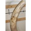 Image 5 : *TEXAS RESIDENTS ONLY* 128 lb Set of ELEPHANT IVORY TUSKS on Wood Base Stands