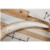 Image 6 : *TEXAS RESIDENTS ONLY* 128 lb Set of ELEPHANT IVORY TUSKS on Wood Base Stands