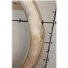Image 8 : *TEXAS RESIDENTS ONLY* 128 lb Set of ELEPHANT IVORY TUSKS on Wood Base Stands