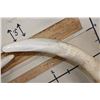 Image 9 : *TEXAS RESIDENTS ONLY* 128 lb Set of ELEPHANT IVORY TUSKS on Wood Base Stands