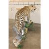 Image 11 : *TEXAS RESIDENTS ONLY* Massive Life-sized LEOPARD on a Log Wall Hanging Base