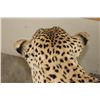 Image 15 : *TEXAS RESIDENTS ONLY* Massive Life-sized LEOPARD on a Log Wall Hanging Base