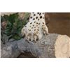 Image 17 : *TEXAS RESIDENTS ONLY* Massive Life-sized LEOPARD on a Log Wall Hanging Base